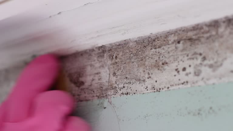 Professional Mold Removal in Hewitt, NJ